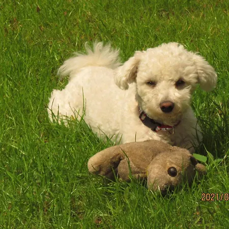 Bed & Breakfast Fregata Wilkasy (Gizycko)