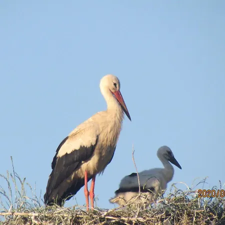 Fregata 3* Wilkasy (Gizycko)