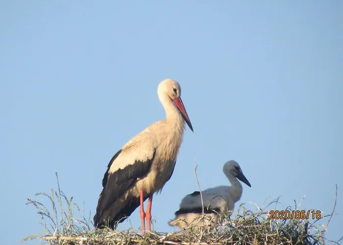 Fregata 3* וילקסי